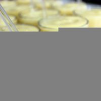 Öksürüğü kesiyor, bağırsakları temizliyor!