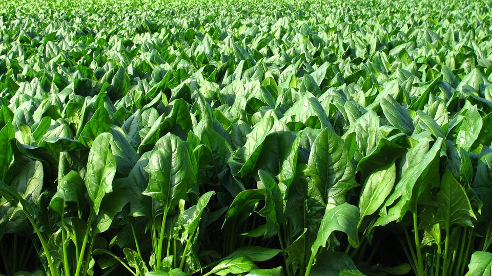 Avustralya'da 'halüsinasyon gördüren' ıspanak alarmı