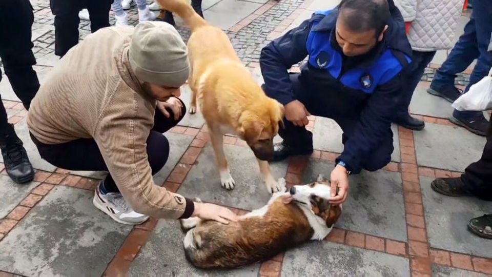 Köpek, kazada yaralanan arkadaşının yanından ayrılmadı