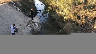 Adana'da çok sayıda eşek başı bulundu