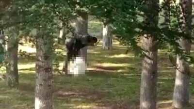 Hayvana eziyet bitmiyor! Parkta köpeğe sopayla saldırdı