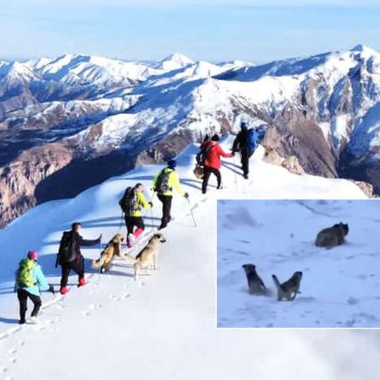 O anlar kamerada! Dağcıları ayıdan kangallar kurtardı!