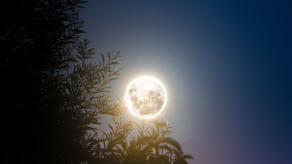 Rüyada Domates Yemek