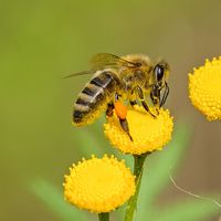 Rüyada Eşek Arısı Görmek