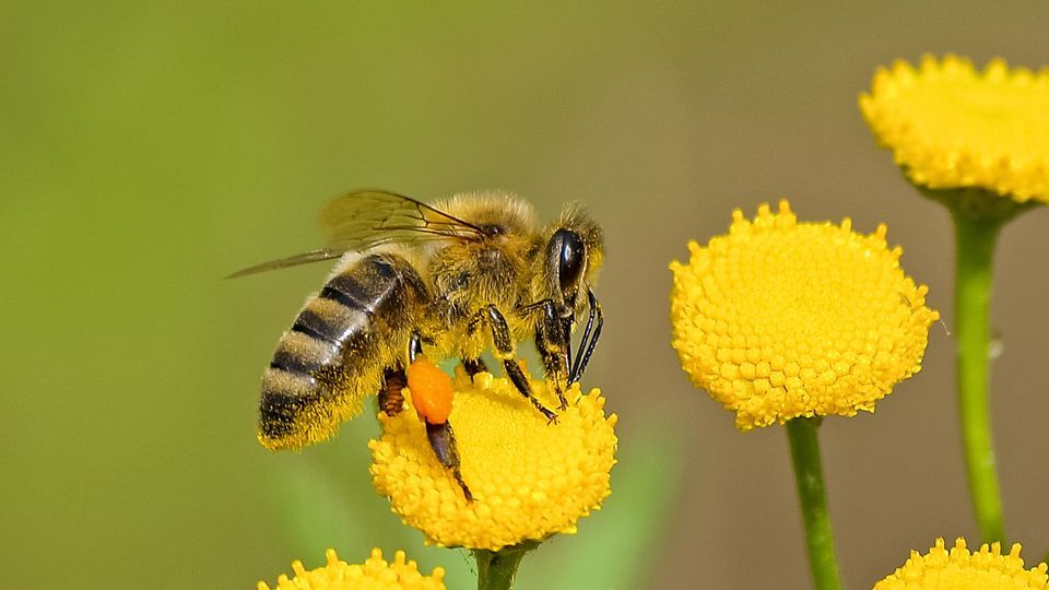 Rüyada Eşek Arısı Görmek