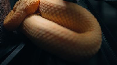 Rüyada Sarı Yılan Görmek