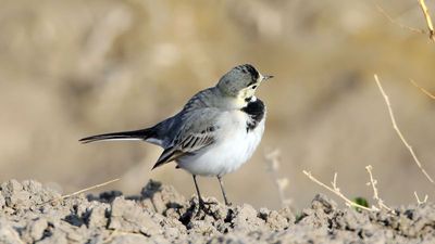 Iğdır'da kaydedildi! Kuyruk sallama hareketi dikkat çekiyor