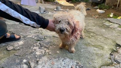 Polat'tan ne istediniz?