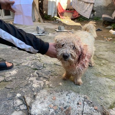 Polat'tan ne istediniz?