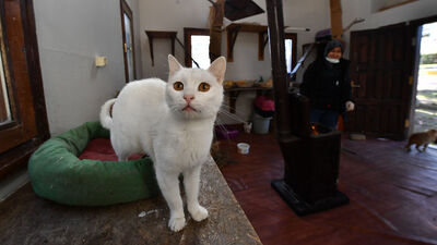 Kedi villaları kışa hazır