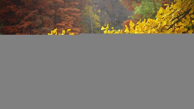 Atatürk Arboretumu'na nasıl gidilir?