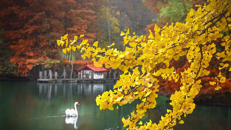 Atatürk Arboretumu'na nasıl gidilir?