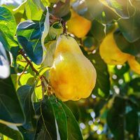 Ayva yaprağı ne zaman toplanır?