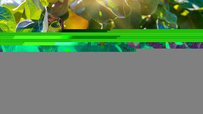 Ayva yaprağı ne zaman toplanır?