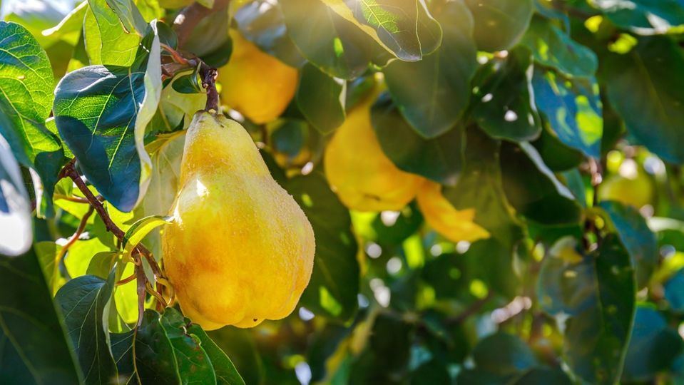 Ayva yaprağı ne zaman toplanır?