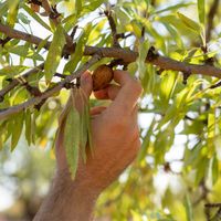 Badem ne zaman toplanır?
