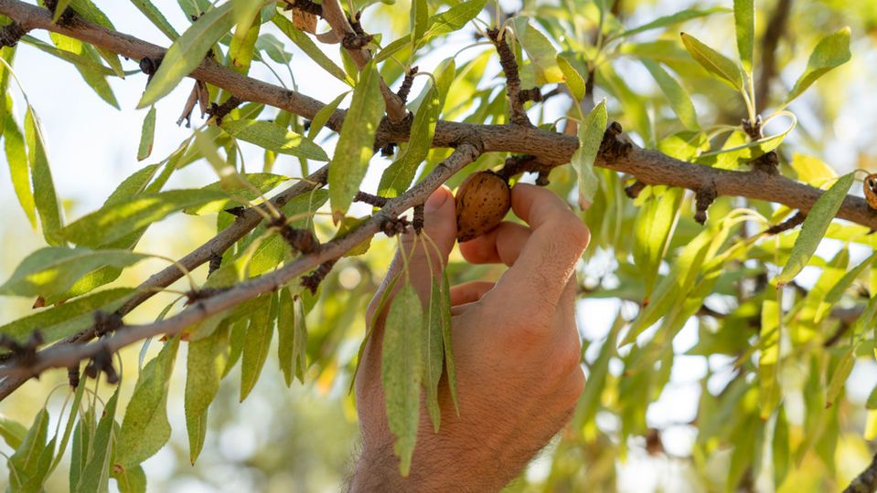 Badem ne zaman toplanır?