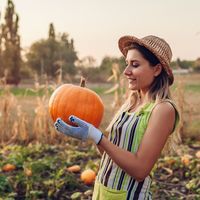 Balkabağı ne zaman toplanır?