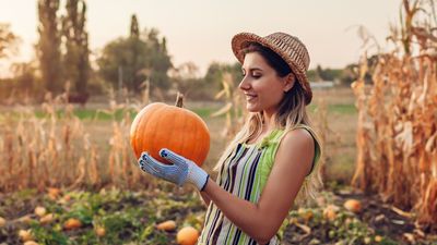 Balkabağı ne zaman toplanır?