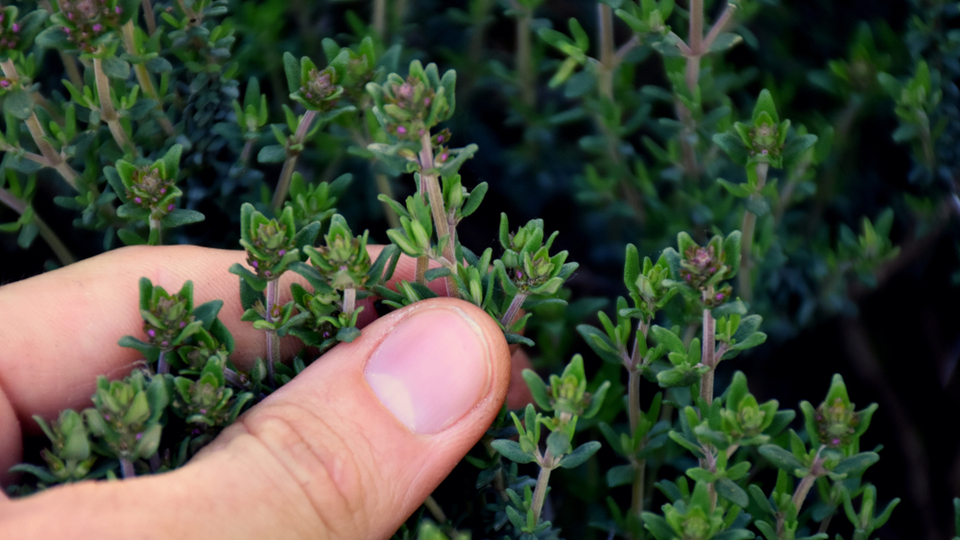 Dağ kekiği ne zaman, hangi mevsimde toplanır?