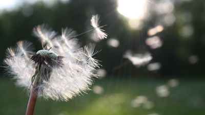 Poleni kimler kullanamaz?