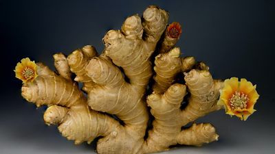 Zencefili kimler kullanamaz?