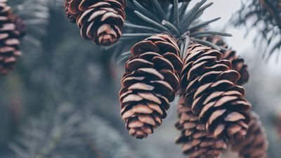 Kozalak şurubu günde ne kadar içilmeli?