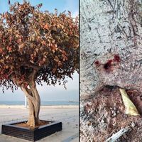 Mersin'in "simge ağacı" davasında mütalaa açıklandı