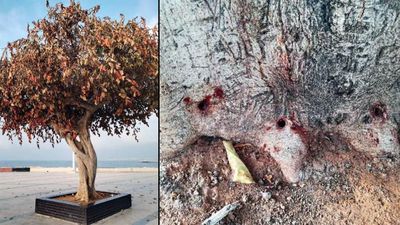 Mersin'in "simge ağacı" davasında mütalaa açıklandı