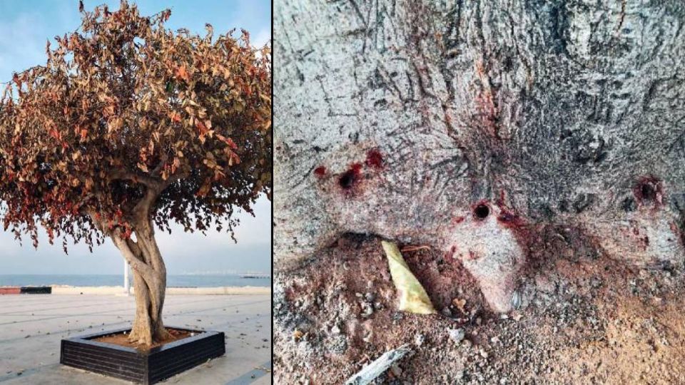 Mersin'in "simge ağacı" davasında mütalaa açıklandı