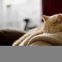 Rüyada Ölünün Dirilmesi