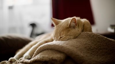 Rüyada Ölünün Dirilmesi