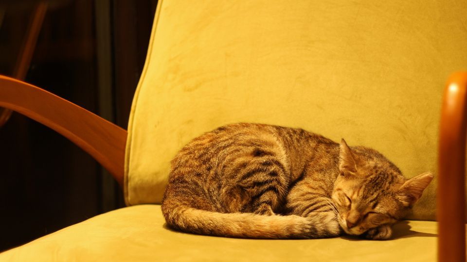 Rüyada Altın Küpe Görmek