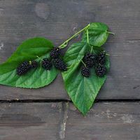 Dut yaprağı ne zaman, hangi mevsimde toplanır?