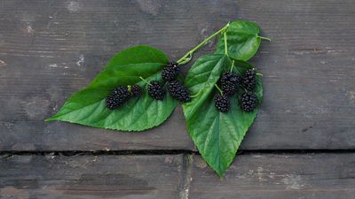 Dut yaprağı ne zaman, hangi mevsimde toplanır?