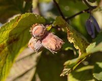 Fındık ne zaman toplanır?