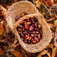 Kestane ne zaman toplanır?