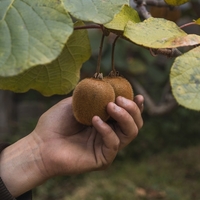 Kivi ne zaman toplanır?
