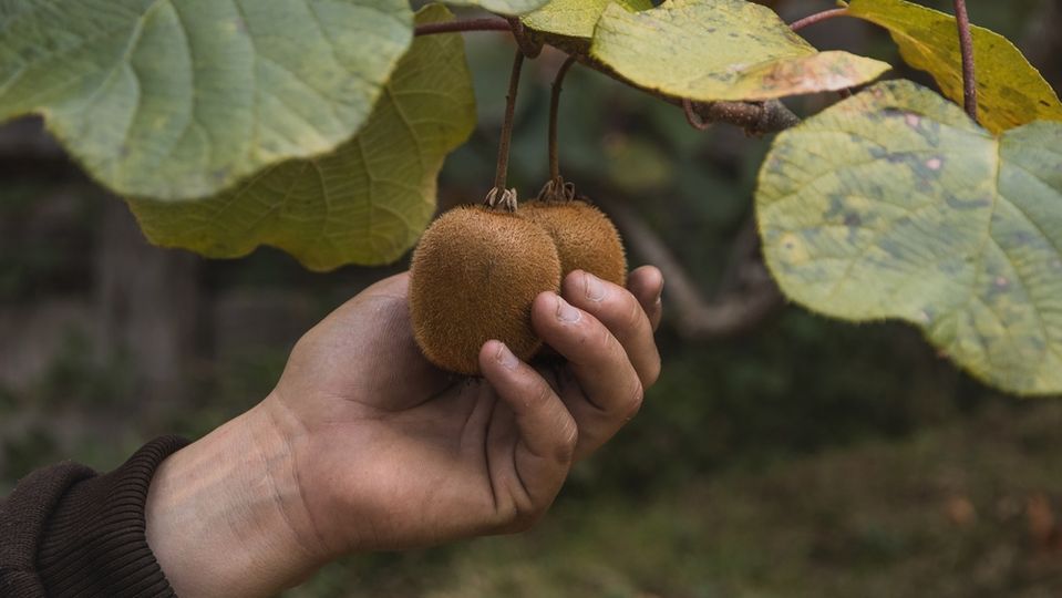 Kivi ne zaman toplanır?