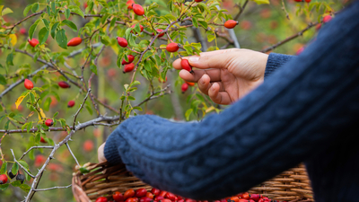 Kuşburnu ne zaman, hangi mevsimde toplanır?