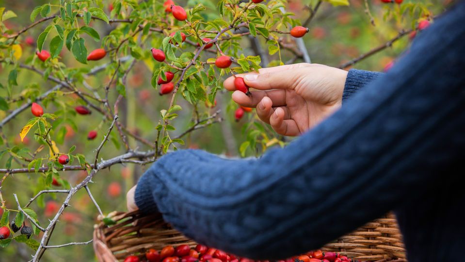 Kuşburnu ne zaman, hangi mevsimde toplanır?
