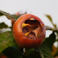 Muşmula ne zaman toplanır?