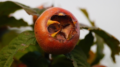 Muşmula ne zaman toplanır?