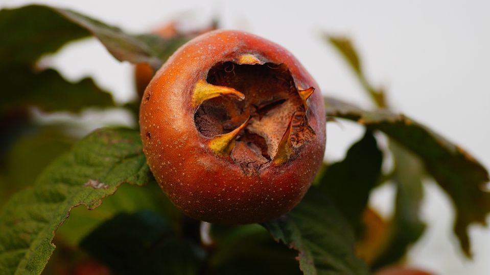 Muşmula ne zaman toplanır?