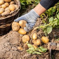 Patates ne zaman toplanır?