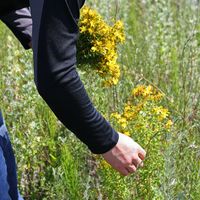 Sarı kantaron çiçeği ne zaman toplanır?