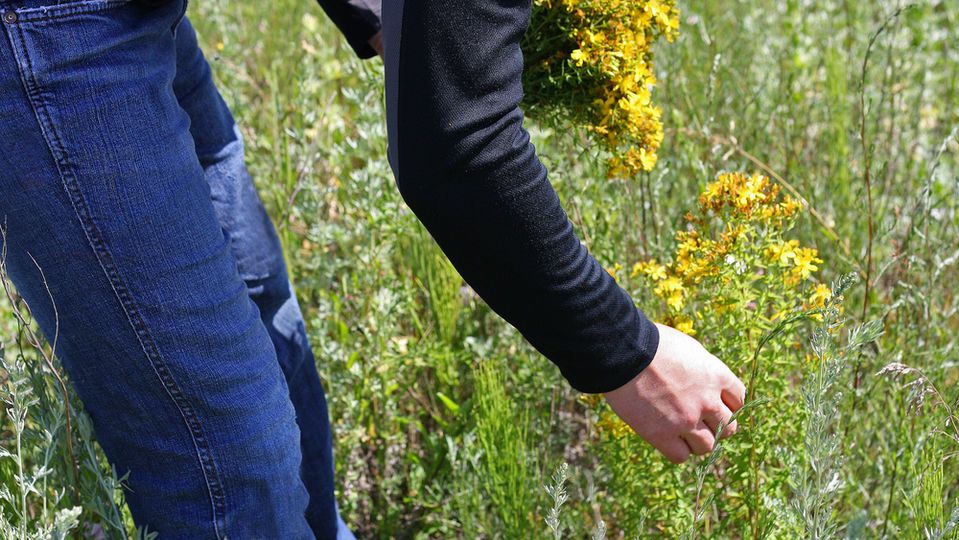 Sarı kantaron çiçeği ne zaman toplanır?
