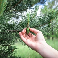 Yeşil çam kozalağı ne zaman toplanır?