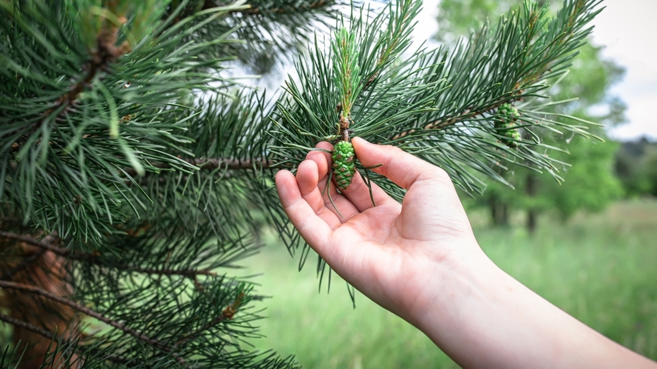 Yeşil çam kozalağı ne zaman toplanır?