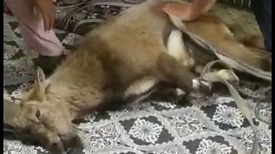 Çay içerken şaşkına döndüler... Camı kırıp eve girdi!